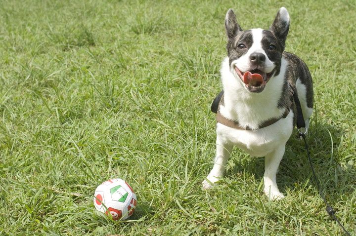 愛犬と一緒に楽しめる！東海エリアのおすすめ公園4選