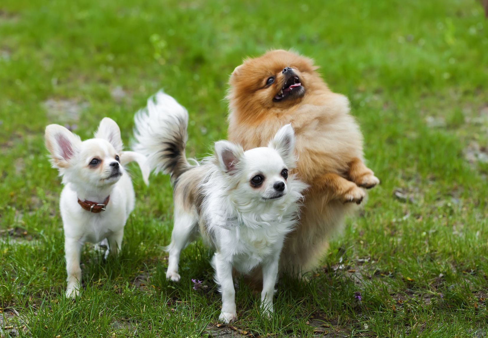 funny little fluffy dog in the grass