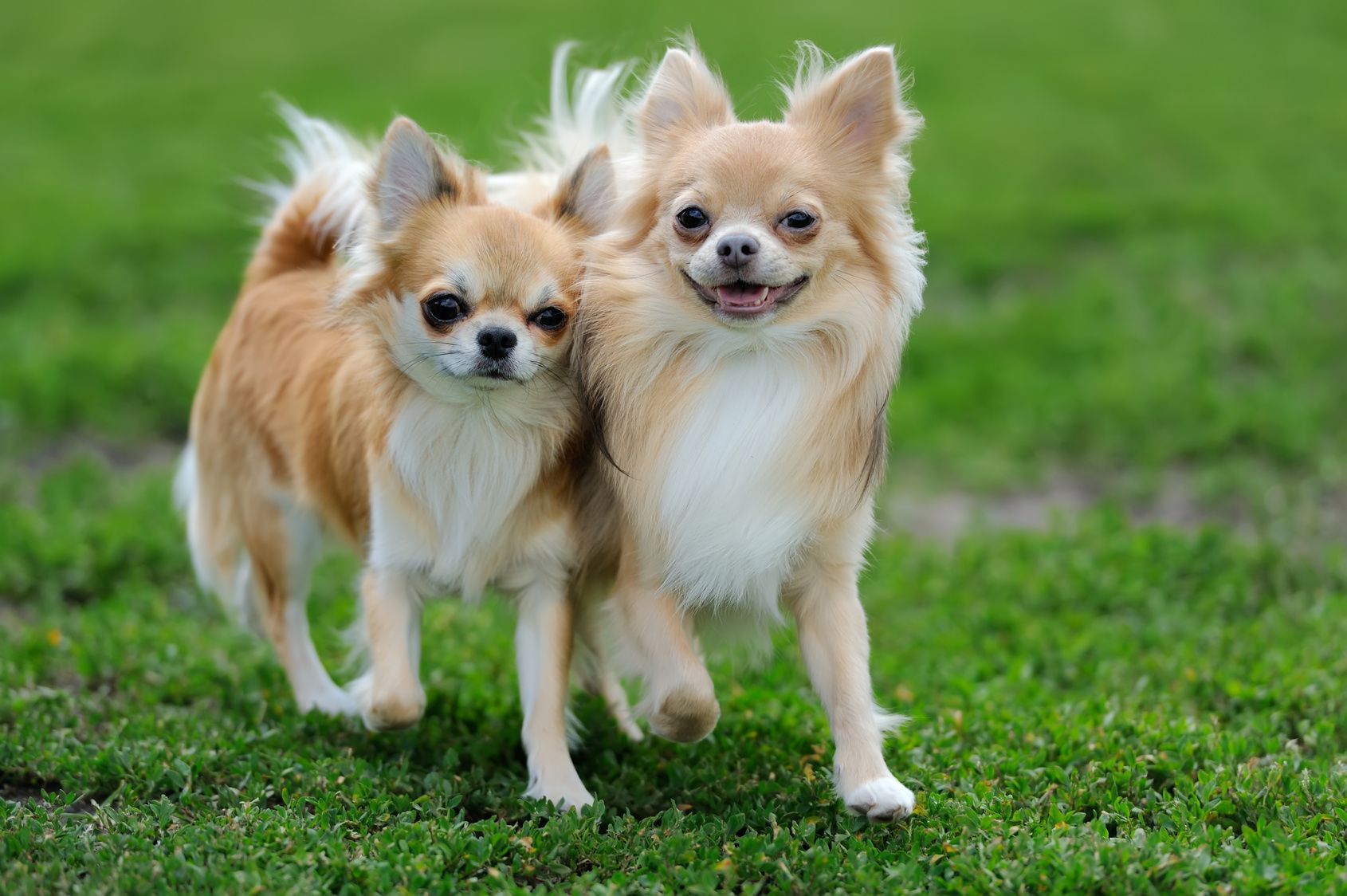 Two Longhair Chihuahua  dog in green summer grass