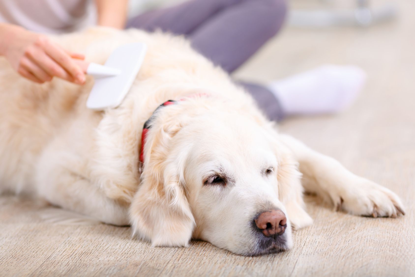 Sweet dreams. Close up of nice dog lying on the floor and sleeping with young woman brushing it