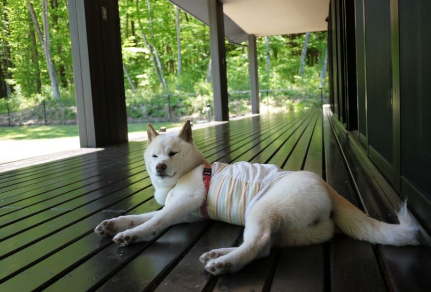 夏休み 愛犬と那須高原を巡る旅 押さえておきたいペンションはこの7軒 愛犬との旅行ならイヌトミィ