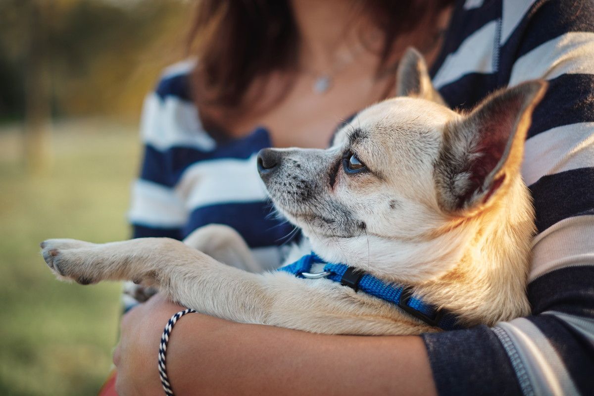 保護犬の里親になりたいと考えている人は、保護犬カフェに行ってみて！