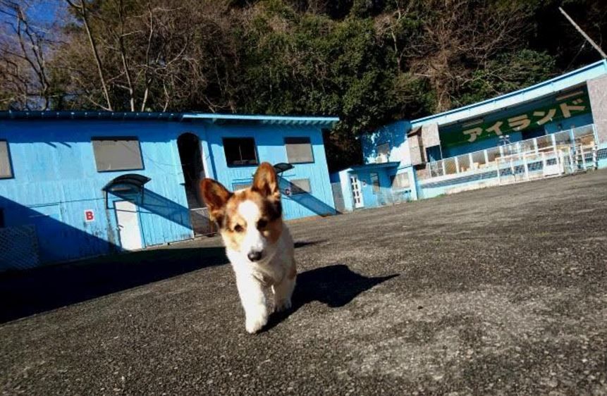 成田空港近くで人気のペットホテル 安心して飼い主さんは海外旅行へ 愛犬との旅行ならイヌトミィ