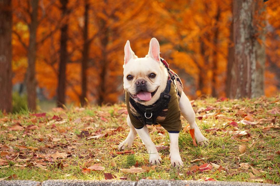 紅葉狩りをワンちゃんと楽しめる！東北の紅葉スポット10選