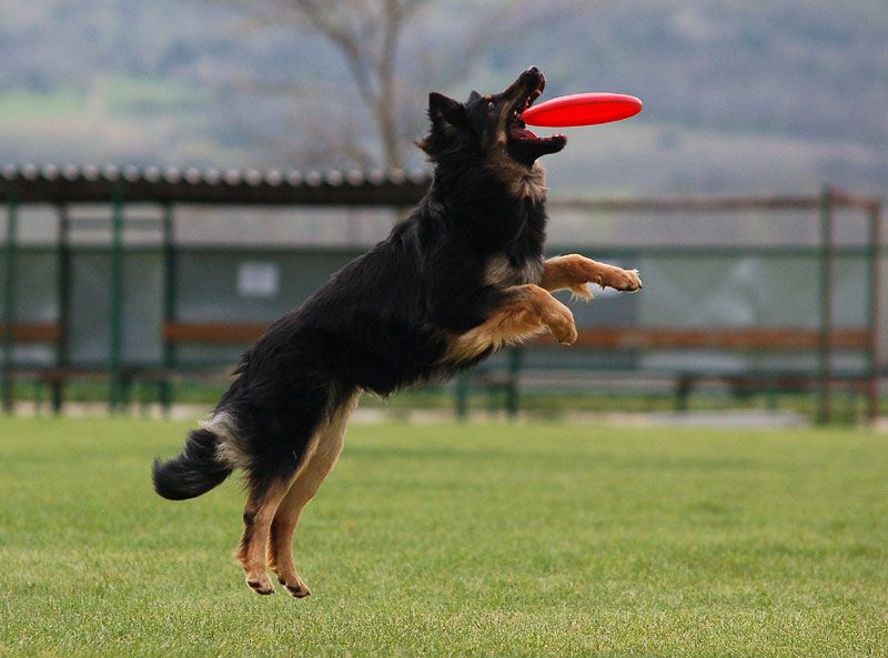 dogfrisbee