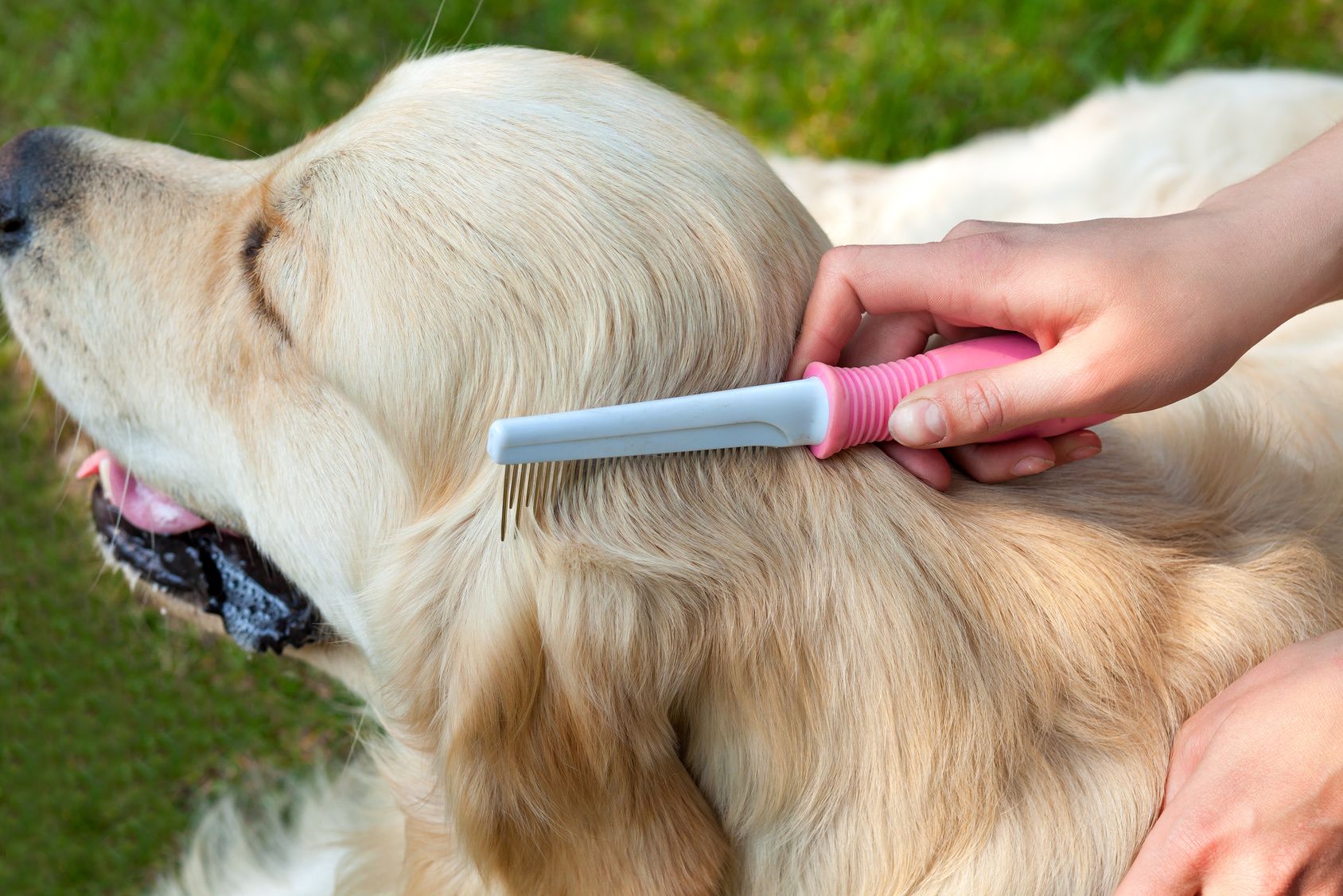 The content of Labrador. Care dog fur outdoors. Human hand brushing fur golden retriever. Human friendship and dogs. Hygienic procedures.