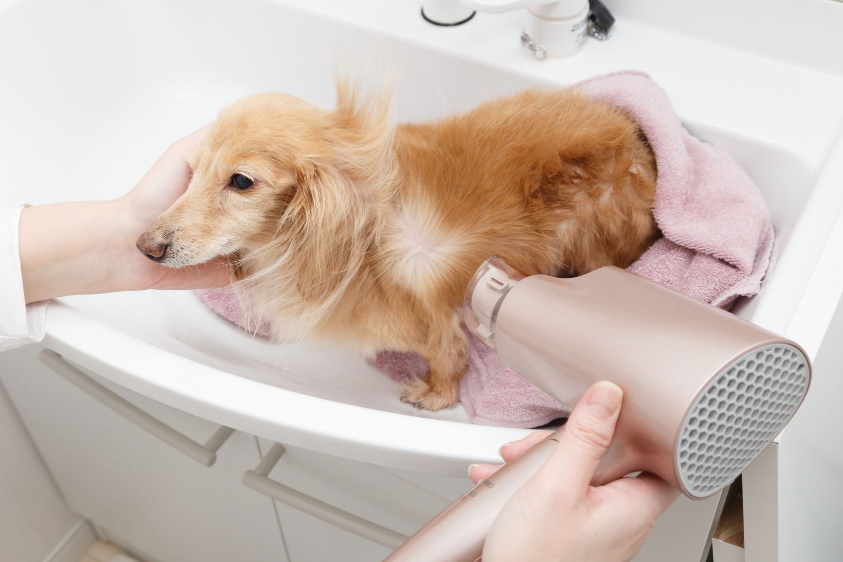 抜け毛の量は犬種で異なる！？