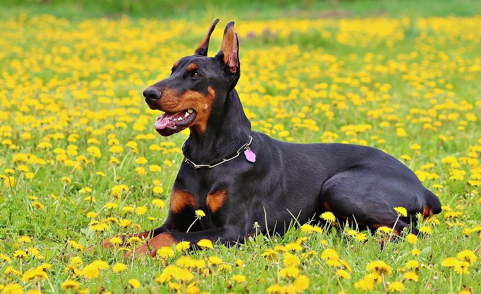 doberman-893931_960_720