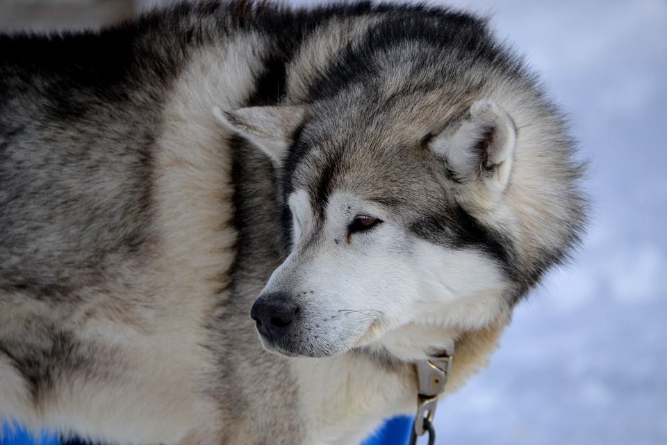 husky-333628_960_720