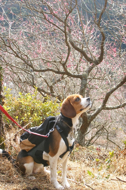 初めての登山を愛犬と楽しもう♪＜神奈川県箱根・湯河原＞