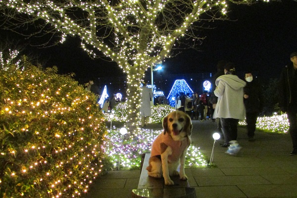 神奈川の人気観光地　江ノ島に愛犬とＧＯ～♪＜藤沢市＞