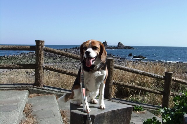 わんちゃんと一緒にみかん狩り～真鶴半島をお散歩＜神奈川県・足柄下郡＞