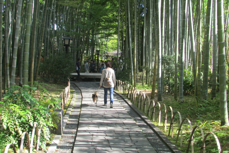 涼しくなってきたら愛犬と伊豆旅行へ行こう＜静岡県・伊豆＞