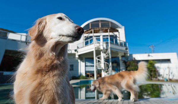 愛犬と一緒にお泊まりしよう！伊豆・箱根の犬と泊まれる宿9選