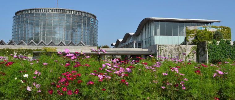 ワンちゃんとお出かけ！関東でアートに触れるならココ！