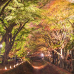 愛犬と秋の富士山ドライブPart3〈河口湖 2017紅葉まつり もみじ回廊のライトアップ〉