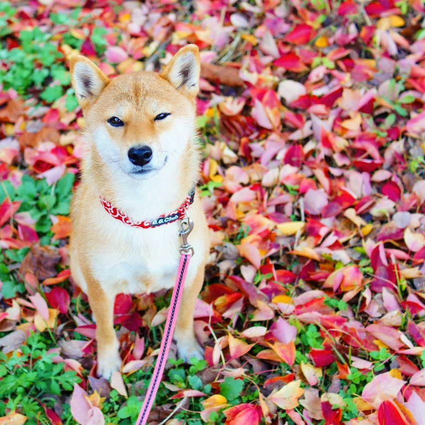 紅葉シーズン到来！ワンちゃんと泊まれる関東紅葉スポット宿10選