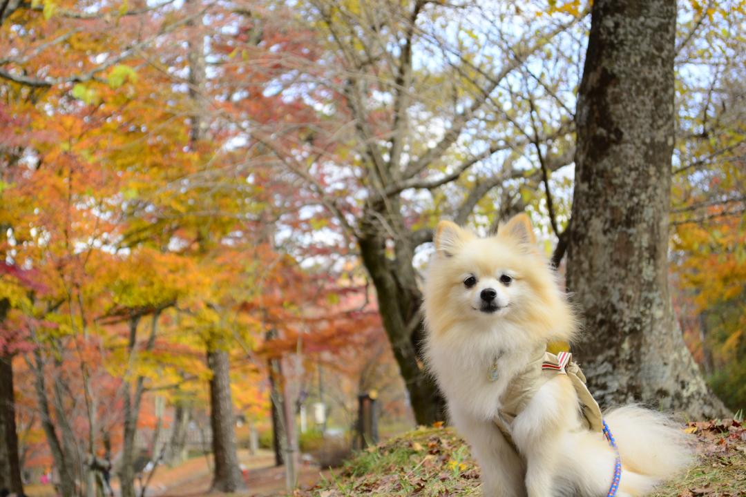 いつでも一緒！愛犬と一緒に楽しめる九州の紅葉狩りスポット