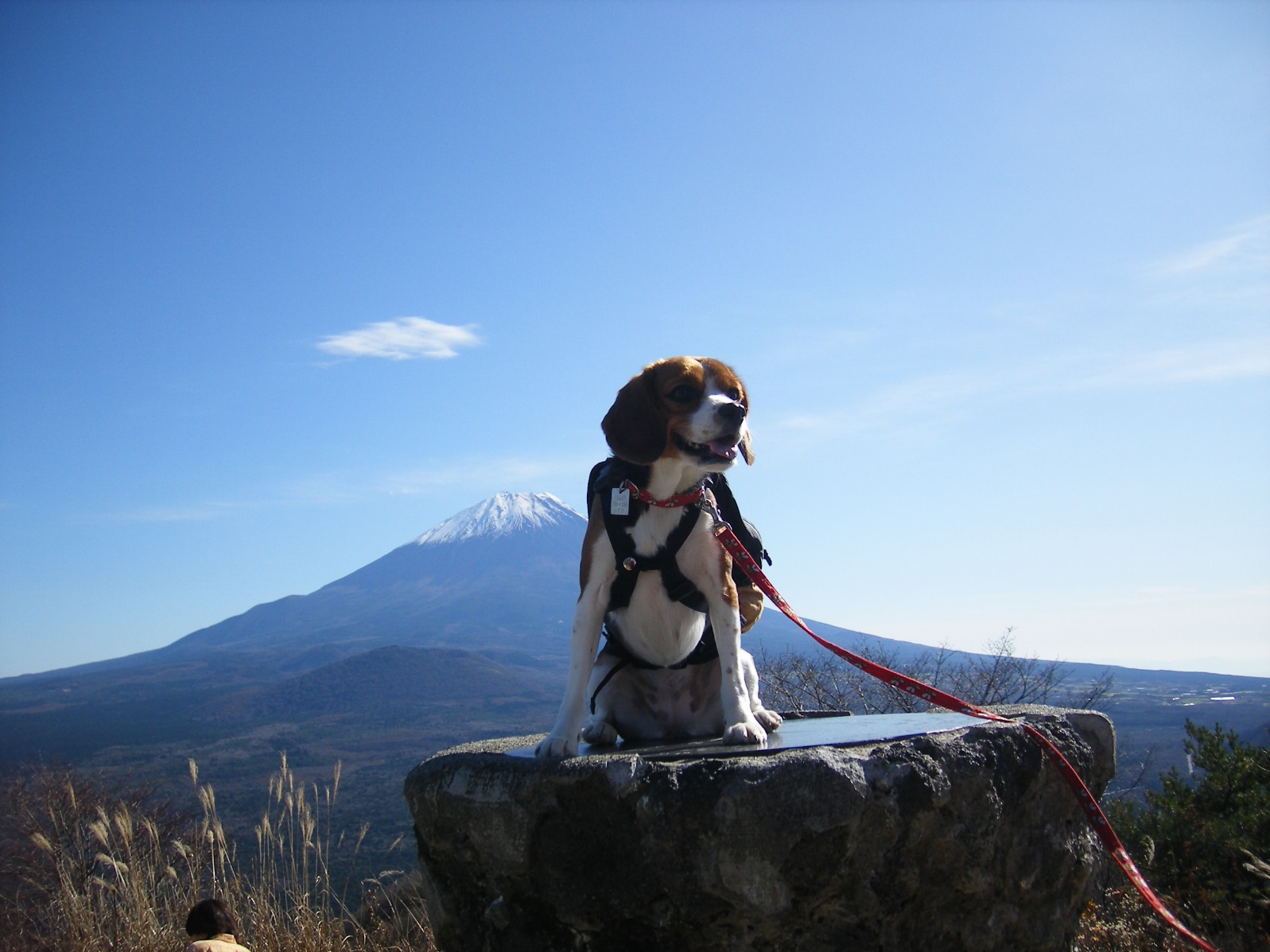 紅葉の時期に訪れたいパノラマ台はわんちゃんにも人気♪＜山梨県・富士河口湖町＞