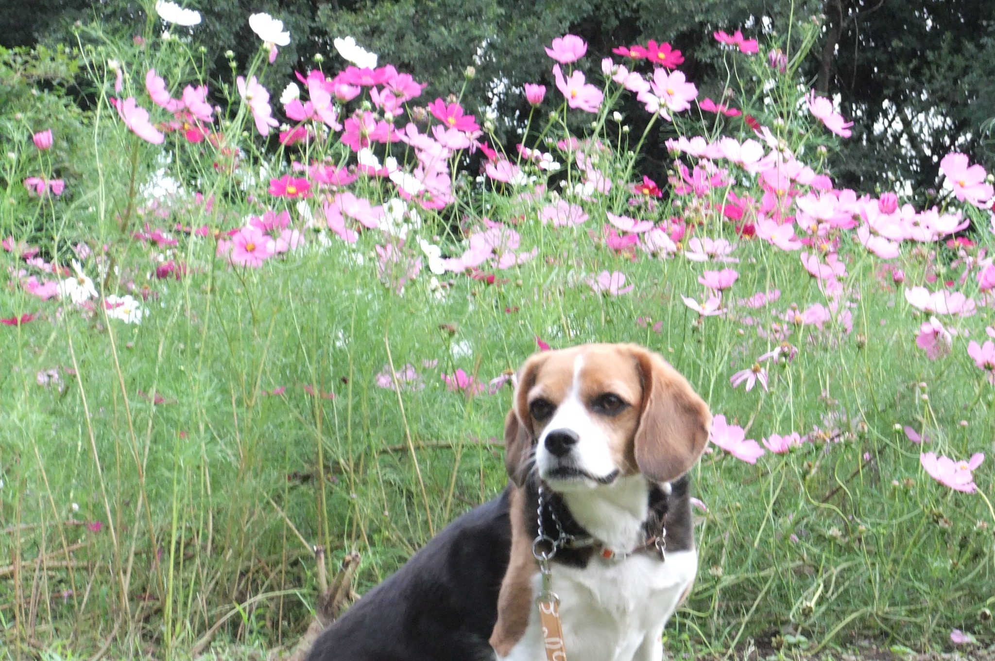 愛犬とお散歩～♪神奈川県中央地区おすすめの公園Part１＜神奈川＞
