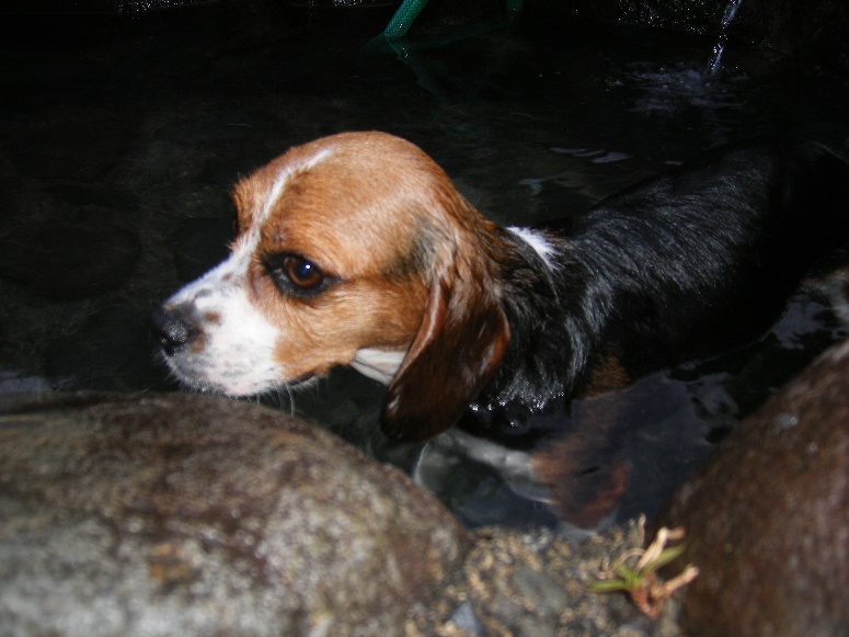 我が家のおすすめ伊豆の湯ヶ島温泉　犬猫温泉＜伊豆半島＞