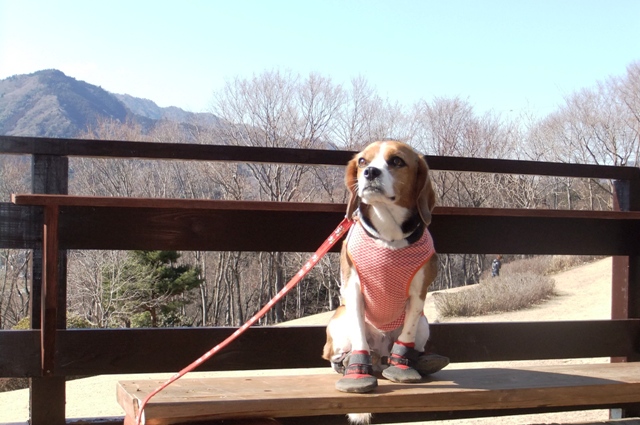 愛犬とお散歩～♪神奈川県中央地区おすすめの公園Part2＜神奈川＞