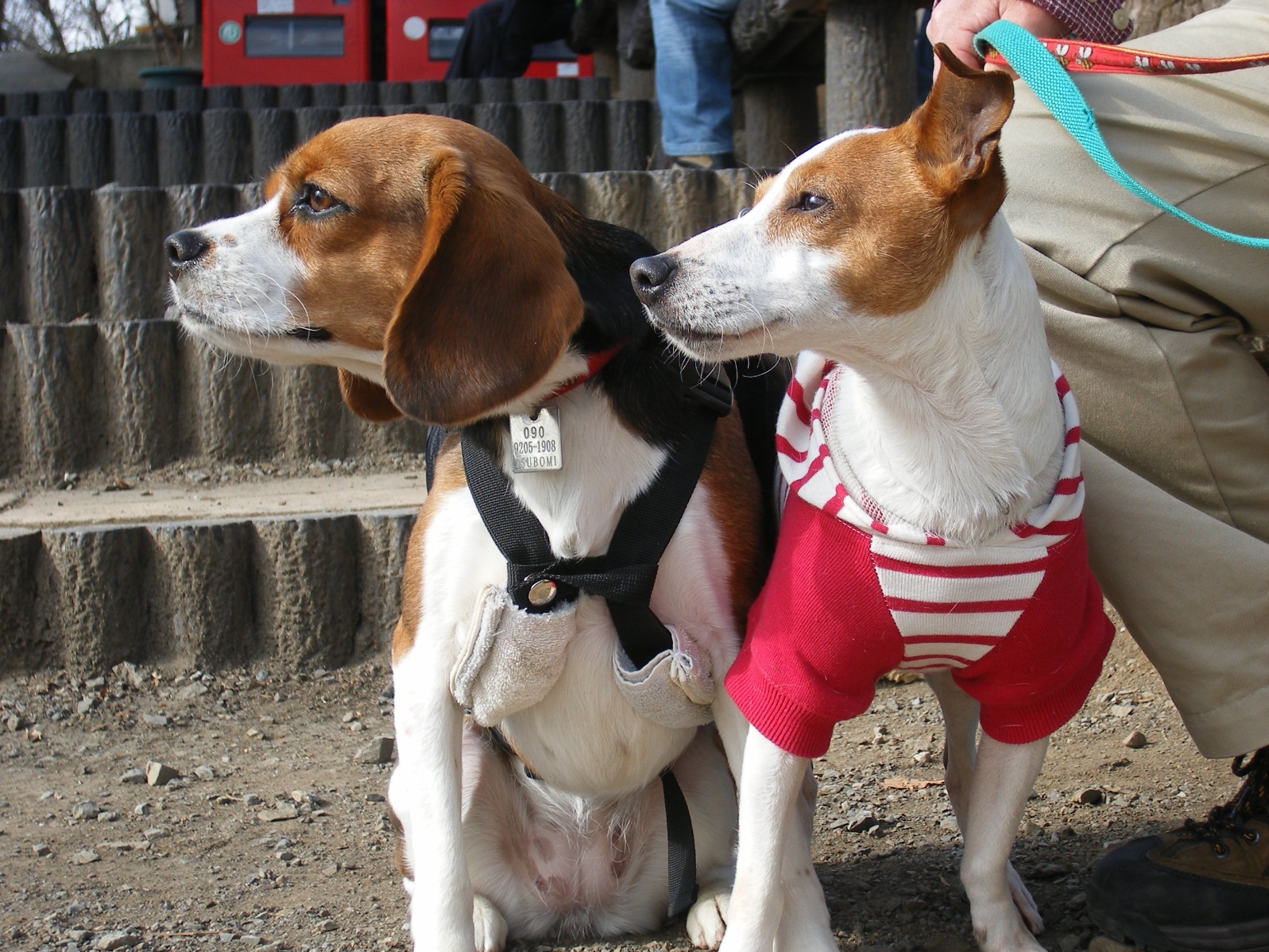 愛犬と一緒に紅葉も楽しめる高尾山の山登り♪＜東京都＞