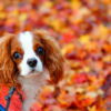 愛犬と美しい紅葉の写真を残そう！ワンちゃんOKの都内紅葉ベストスポット10選