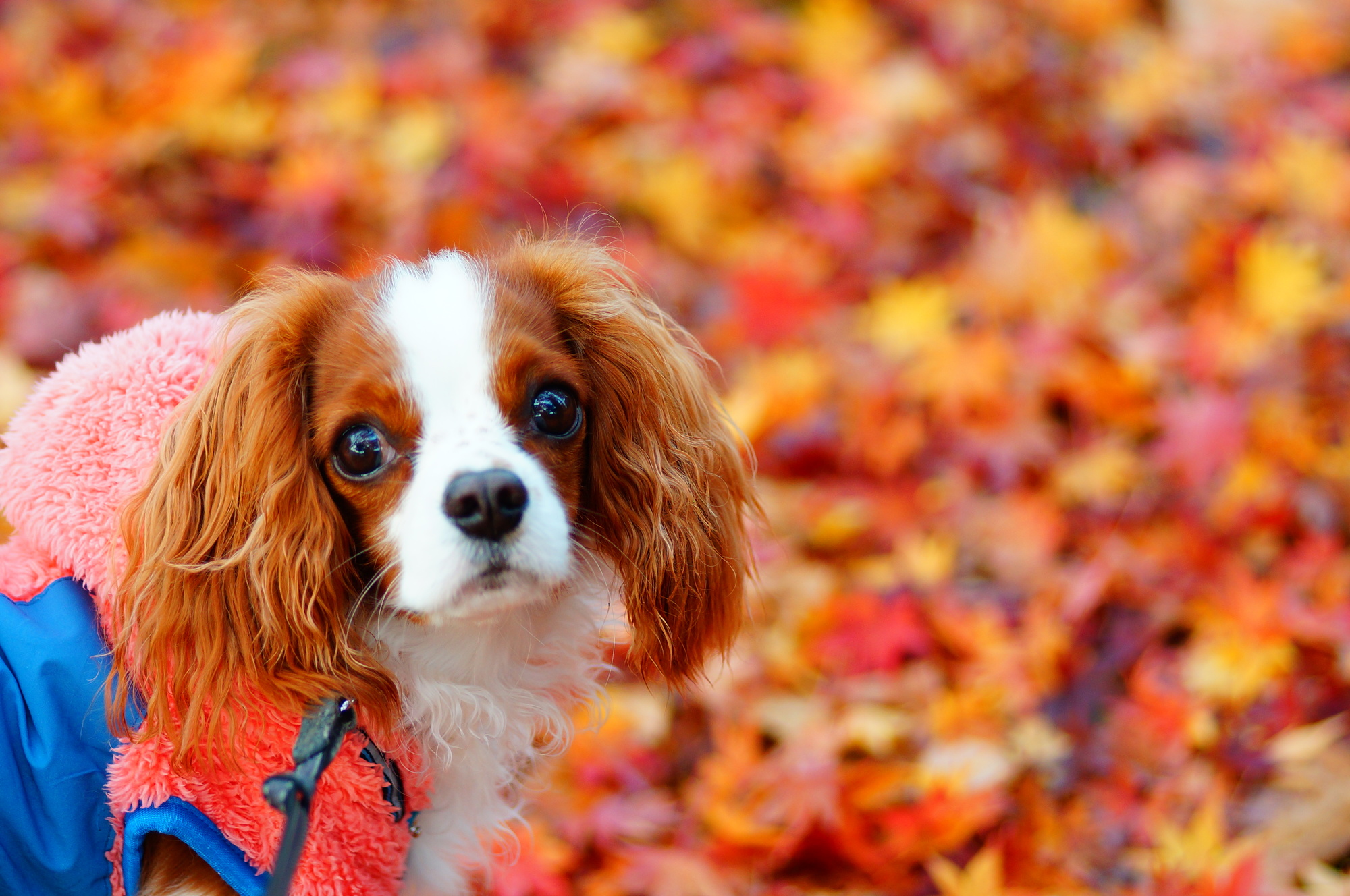 愛犬と美しい紅葉の写真を残そう ワンちゃんokの都内紅葉ベストスポット10選 愛犬との旅行ならイヌトミィ