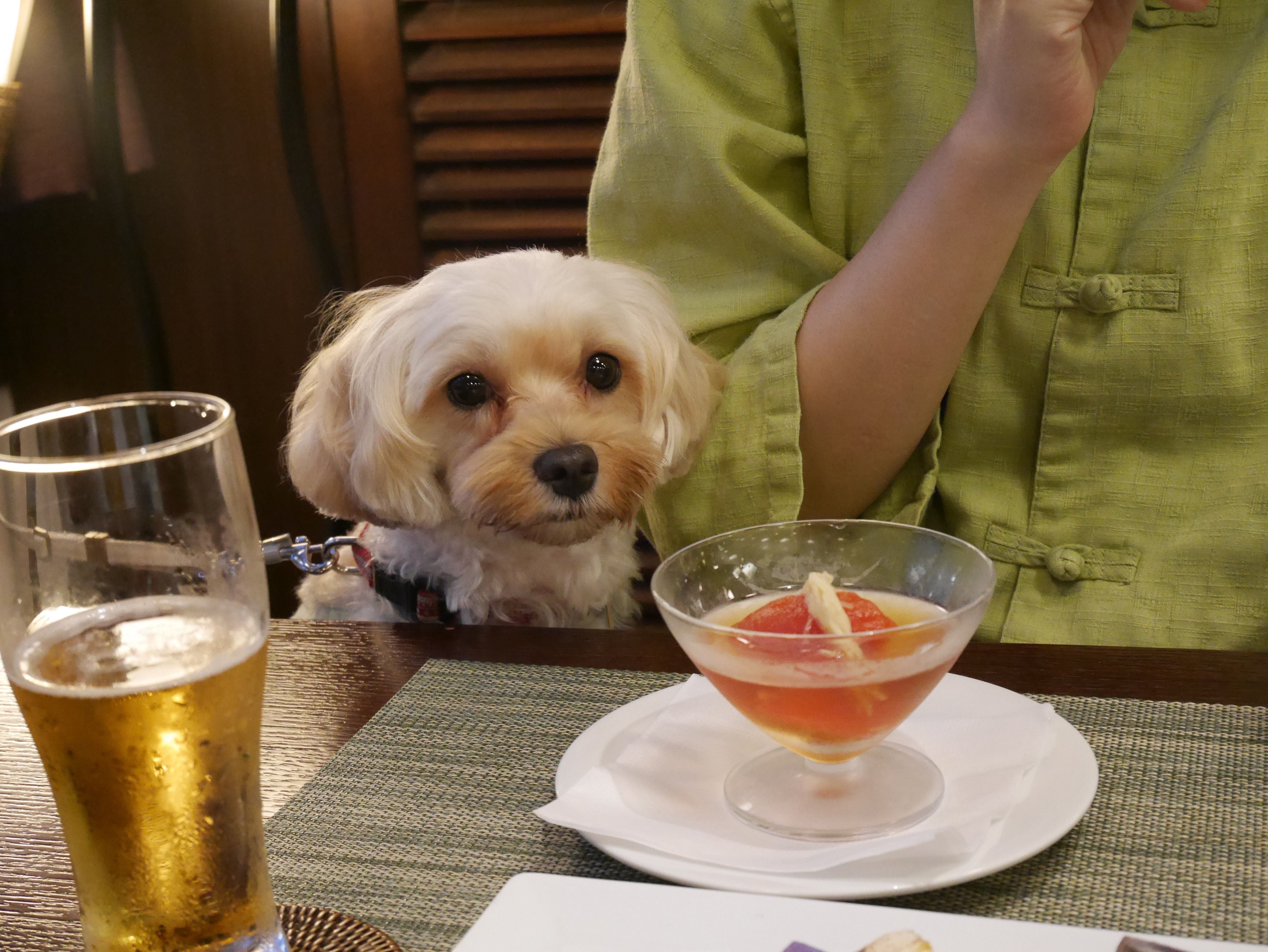 雨の日でも愛犬と室内で楽しめる 愛犬お宿 静岡県伊東市 愛犬との旅行ならイヌトミィ