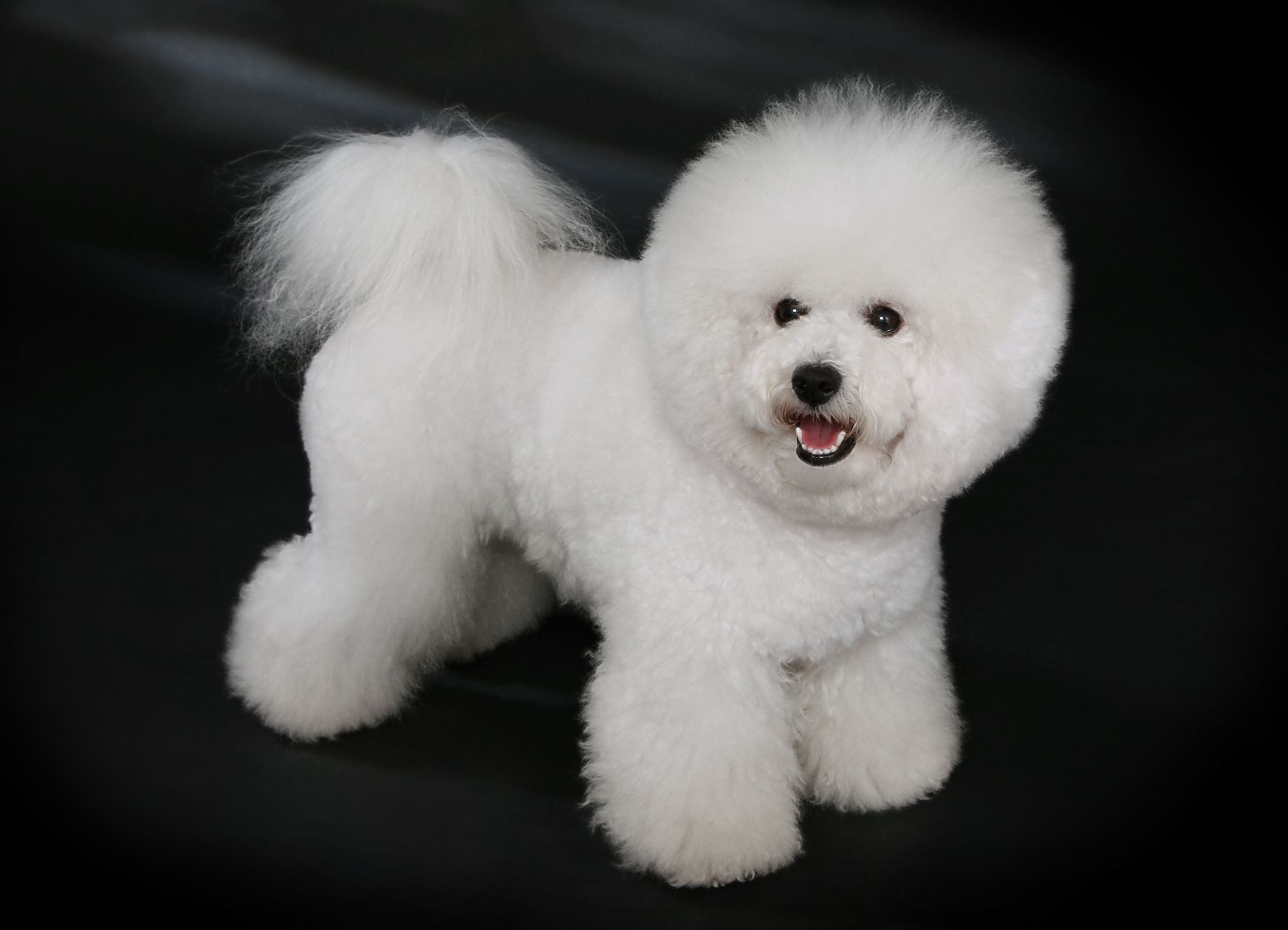 bichon_frise_-_studdogbichon-1