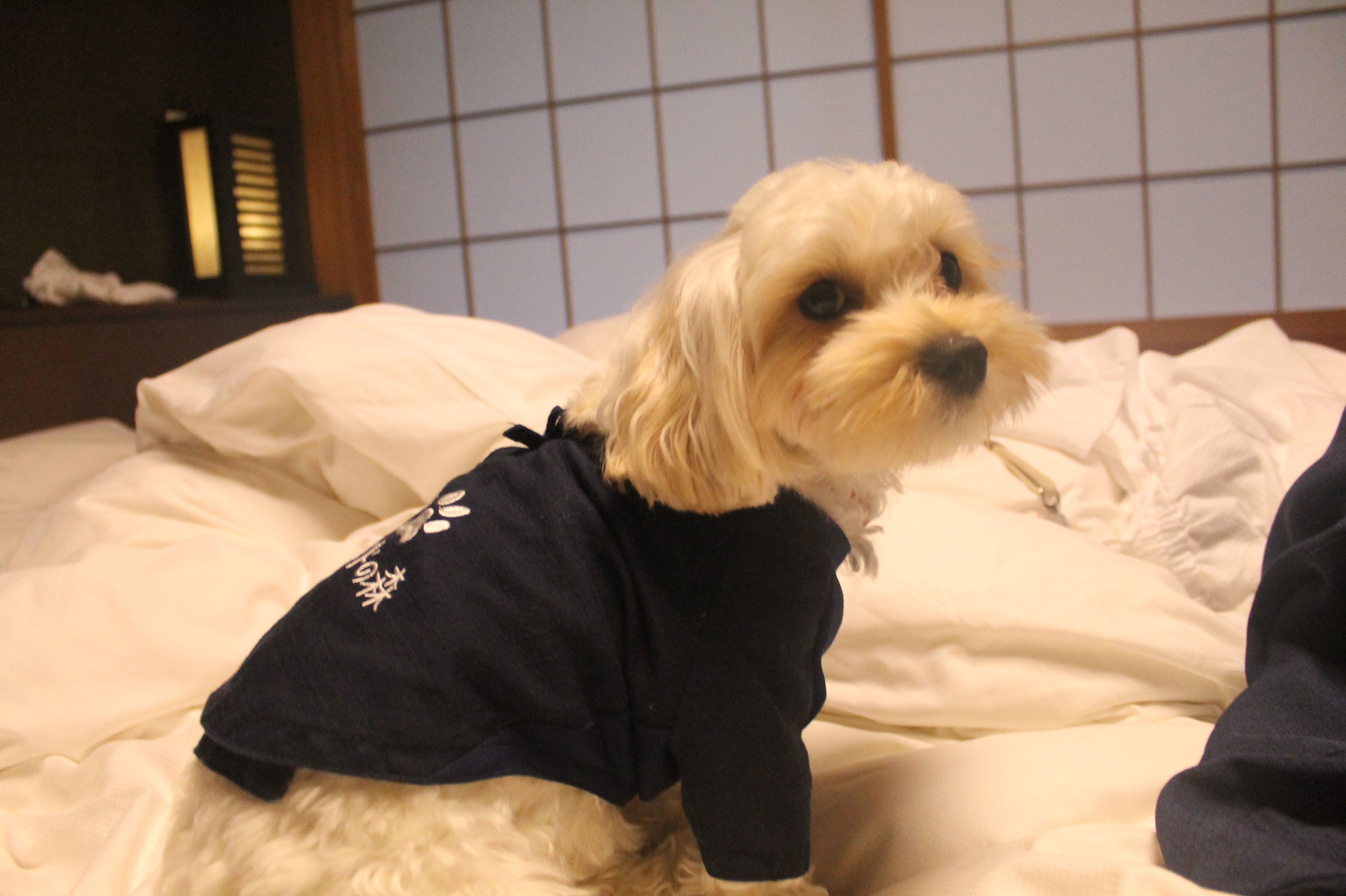 伊豆高原で愛犬と一緒にバリ気分～♪「ウブドの森」＜静岡県伊東市＞