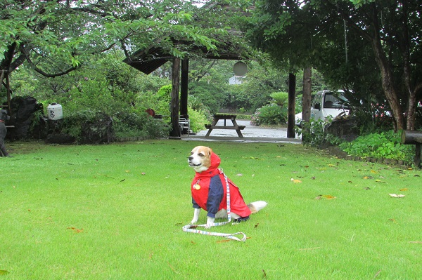 愛犬残念！雨の日の伊豆大島＆熱海旅行