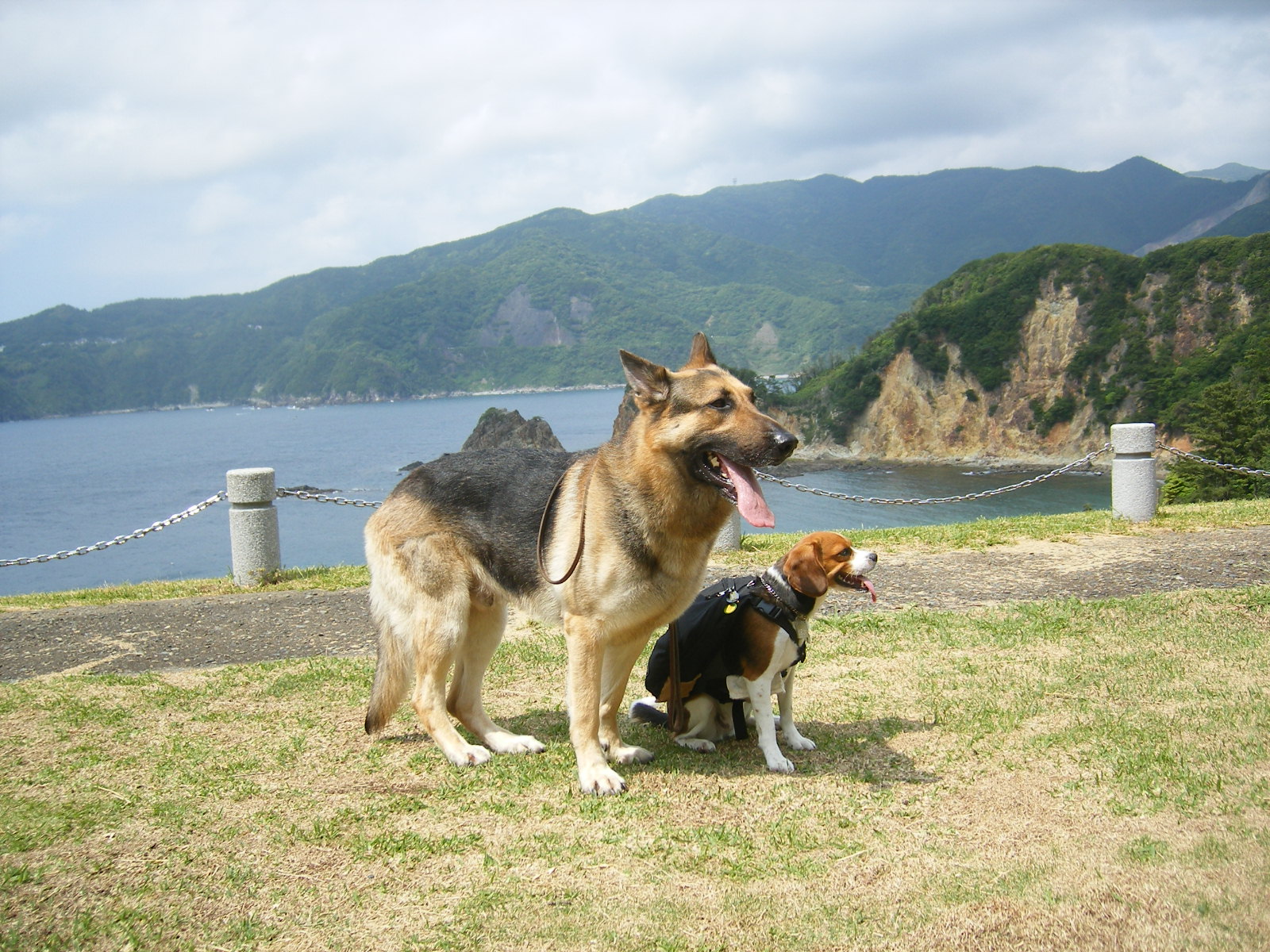 愛犬と一緒に「富士見の丘」～「恋人岬」冒険散策～♪＜静岡県・西伊豆＞