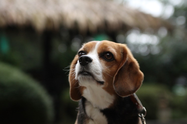 愛犬家の芸能・著名人にも人気！「ホテル四季の蔵」♪＜静岡県・河津＞