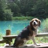愛犬と行く磐梯山周辺観光　―　復興応援 福島旅行②