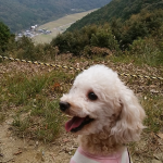 愛犬と一緒に紅葉狩りハイキング！兵庫県姫路市「書寫山ロープウェイ＆圓教寺」