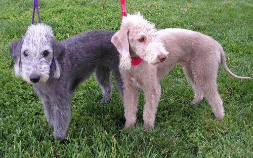 Bedlington_Terriers