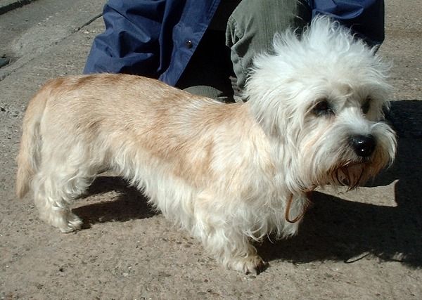 dandie_dinmont_terrier_600