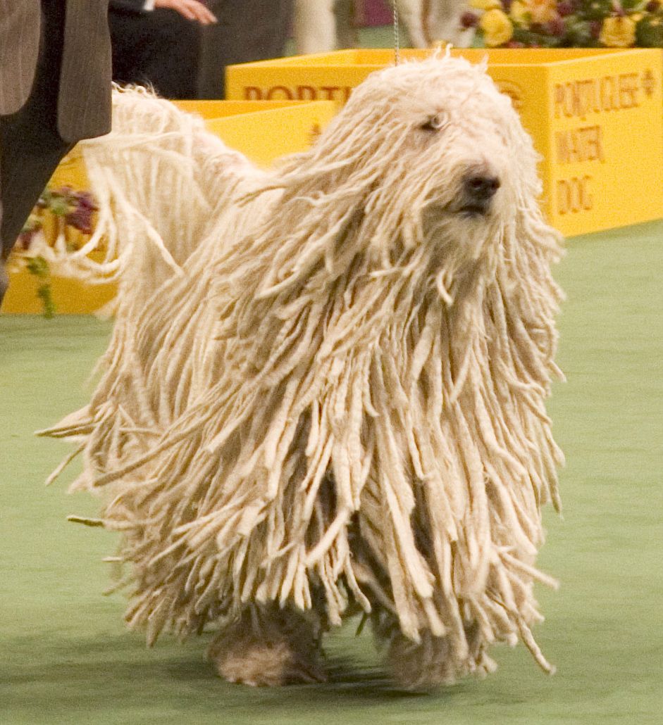 komondor_westminster_dog_show_crop