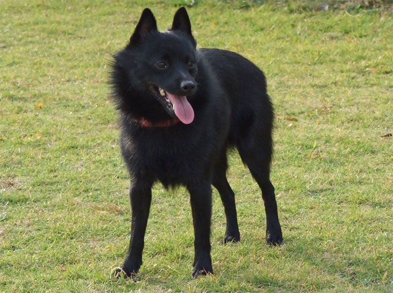 schipperke0001