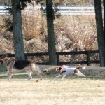 自由にたくさんの友達と遊ぶ！ちょっと変わった愛犬家オフ会をField Dogs Gardenで開催しました♪