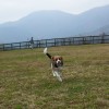 朝霧高原にあるField Dogs Gardenで大きいわんちゃんと交流－山中湖旅行
