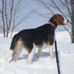 草津国際スキー場で愛犬と雪遊び♪ー冬の草津旅行②