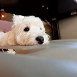 愛犬と一緒にあったかい場所でスイーツが食べられるお店5選＜大阪府 守口・枚方・寝屋川編＞