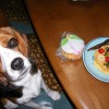 愛犬のお誕生日には簡単手づくりケーキとおやつでお祝い♪