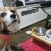 愛犬の簡単手づくりごはんのアレンジ術