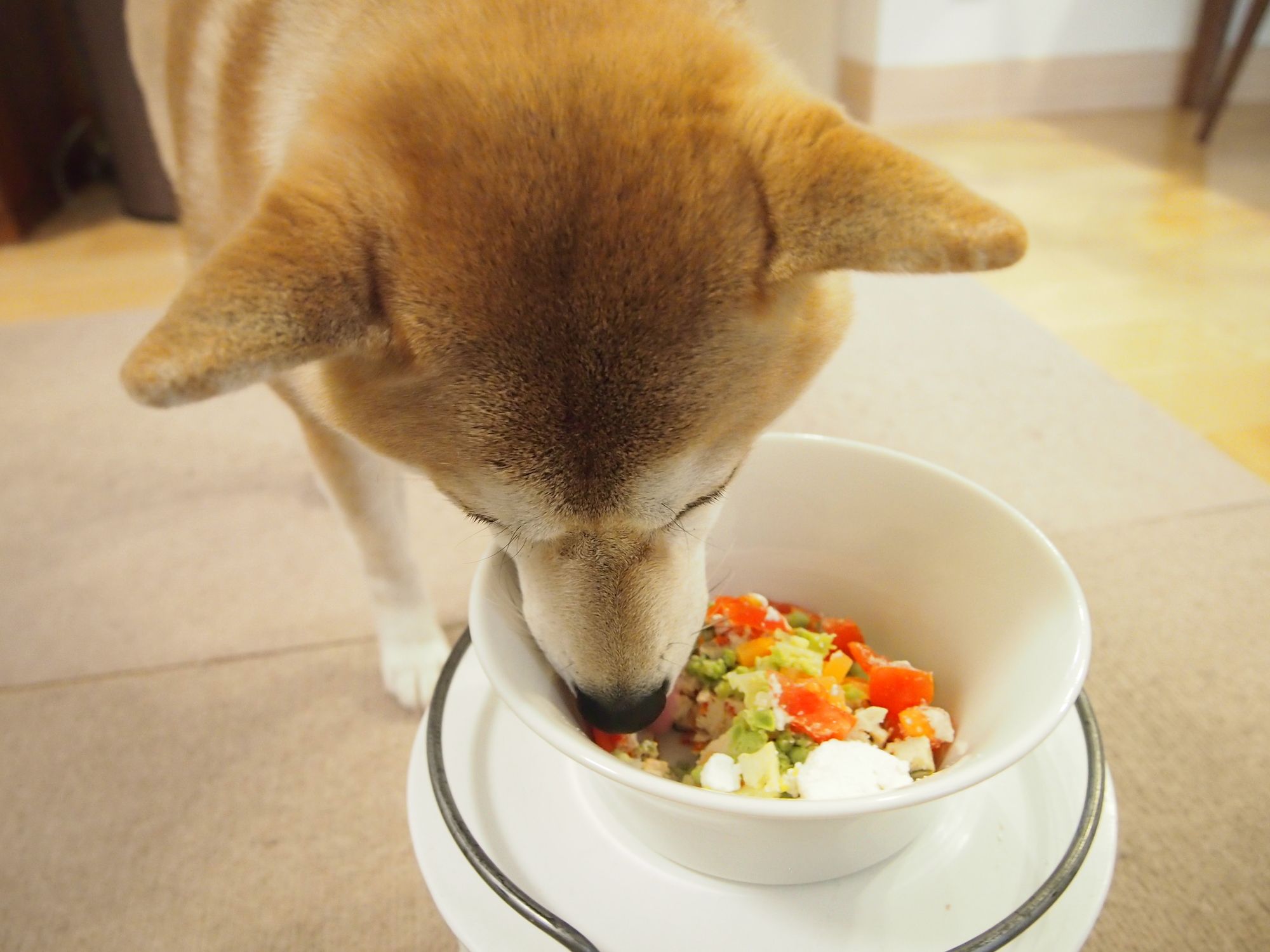 作り置きもできる愛犬のおすすめ簡単レシピ 愛犬との旅行ならイヌトミィ