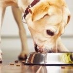 ドライフードにトッピングするだけ！愛犬のお手軽手づくりごはん