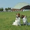 マザー牧場を愛犬と１０倍楽しむためのチェックポイント